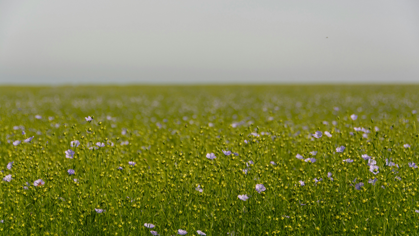 Flax Linen Through History: From Ancient Harvests to Modern Kitchens